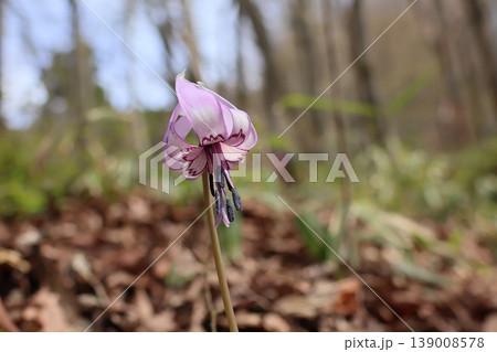 カタクリの花 カタクリの花 139008578