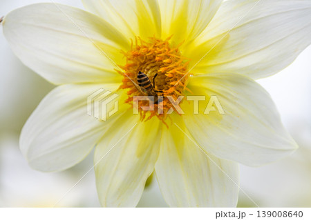 白いダリアの花心で蜜を集めるミツバチのクローズアップ 白いダリアの花心で蜜を集めるミツバチのクローズアップ 139008640