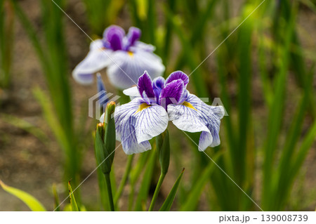 初夏の庭園に咲く紫と白の花菖蒲 初夏の庭園に咲く紫と白の花菖蒲 139008739