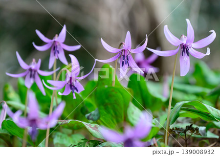 寄り添って咲くかたくりの花 寄り添って咲くかたくりの花 139008932