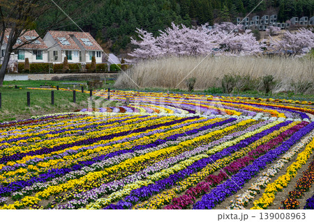 大石公園の春のパンジーガーデンと桜 139008963