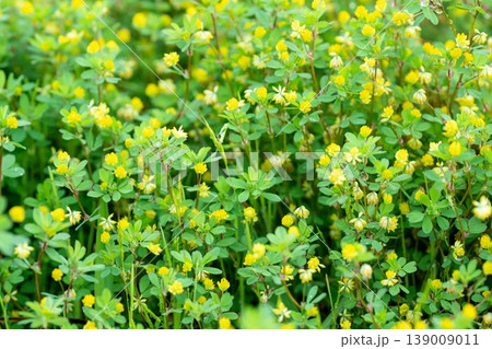黄色いコメツブツメクサの小さな花 黄色いコメツブツメクサの小さな花 139009011