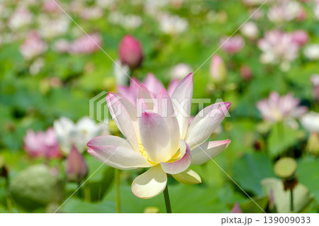 水面に気高く咲く淡いピンクの蓮の花 水面に気高く咲く淡いピンクの蓮の花 139009033