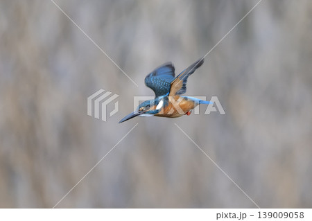 都会で生きるカワセミ 139009058