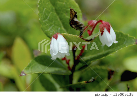 真っ白で美しいアカモノ(Gaultheria adenothrix)の花 東北 真っ白で美しいアカモノ(Gaultheria adenothrix)の花 東北 139009139