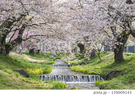 春の桜並木　満開の観音寺川の桜　福島県猪苗代町 139009143