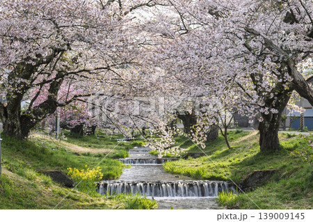 春の桜並木　満開の観音寺川の桜　福島県猪苗代町 139009145