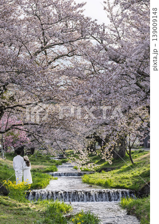 春の桜並木　満開の観音寺川の桜と男女の後ろ姿　福島県猪苗代町 139009148