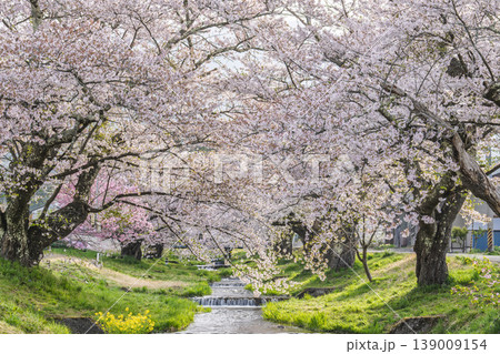 春の桜並木　満開の観音寺川の桜　福島県猪苗代町 139009154