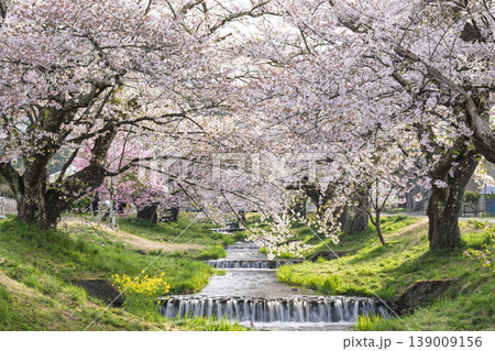 春の桜並木 満開の観音寺川の桜 福島県猪苗代町 春の桜並木 満開の観音寺川の桜 福島県猪苗代町 139009156