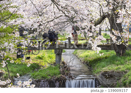 春の桜並木 満開の観音寺川の桜と撮影するカメラマン 福島県猪苗代町 春の桜並木 満開の観音寺川の桜と撮影するカメラマン 福島県猪苗代町 139009157