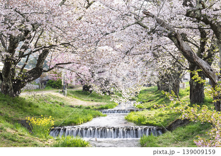 春の桜並木 満開の観音寺川の桜 福島県猪苗代町 春の桜並木 満開の観音寺川の桜 福島県猪苗代町 139009159