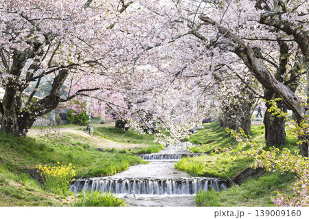 春の桜並木　満開の観音寺川の桜　福島県猪苗代町 139009160