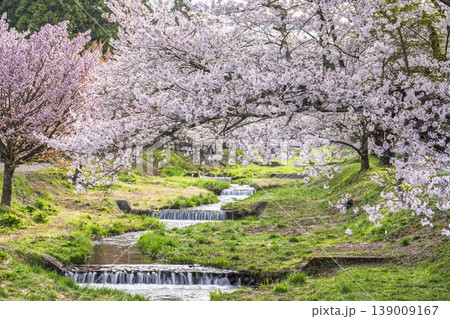 春の桜並木 満開の観音寺川の桜 福島県猪苗代町 春の桜並木 満開の観音寺川の桜 福島県猪苗代町 139009167