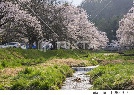 春の桜並木 満開の観音寺川の桜 福島県猪苗代町 春の桜並木 満開の観音寺川の桜 福島県猪苗代町 139009172