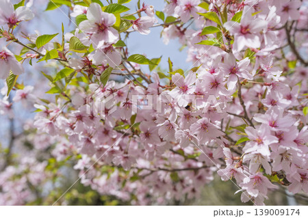 春の桜並木 満開の観音寺川の桜 福島県猪苗代町 春の桜並木 満開の観音寺川の桜 福島県猪苗代町 139009174