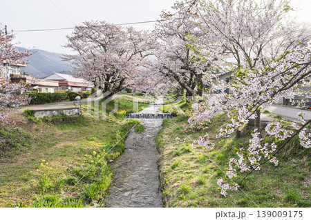 春の桜並木 満開の観音寺川の桜 福島県猪苗代町 春の桜並木 満開の観音寺川の桜 福島県猪苗代町 139009175