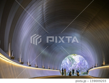 MIHO MUSEUM 美術館帰りの桜色のトンネルの絶景 MIHO MUSEUM 美術館帰りの桜色のトンネルの絶景 139009203