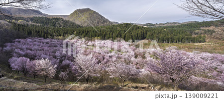 春の桜峠 満開のオオヤマザクラ 福島県北塩原村 春の桜峠 満開のオオヤマザクラ 福島県北塩原村 139009221