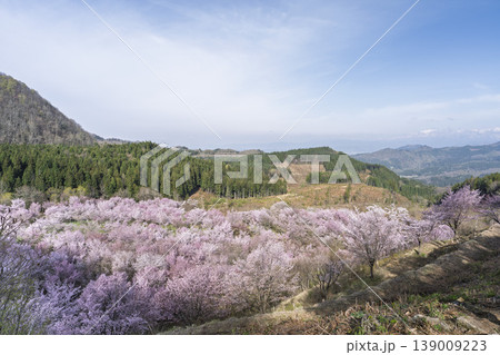 春の桜峠 満開のオオヤマザクラ 福島県北塩原村 春の桜峠 満開のオオヤマザクラ 福島県北塩原村 139009223