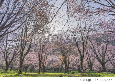 春の桜峠　満開のオオヤマザクラ　福島県北塩原村 139009227
