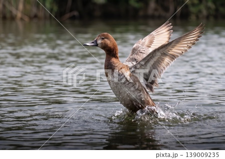 水面から羽ばたくホシハジロのメス 野鳥の躍動シーン Wild duck taking off 水面から羽ばたくホシハジロのメス 野鳥の躍動シーン Wild duck taking off 139009235