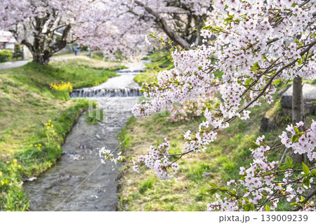 春の桜並木　満開の観音寺川の桜　福島県猪苗代町 139009239
