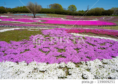 みさと芝桜公園 139009251