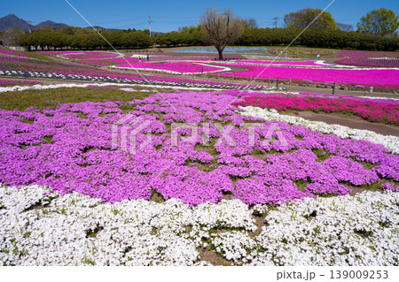 みさと芝桜公園 みさと芝桜公園 139009253