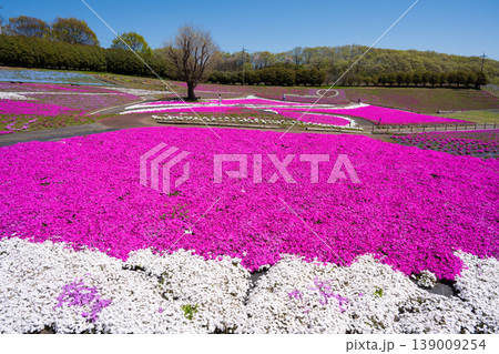 みさと芝桜公園 139009254