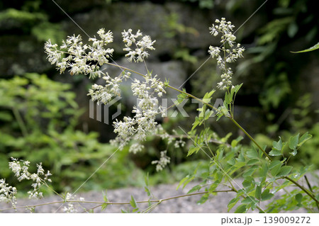 涼しげで自然な趣を醸し出すアキカラマツ(Thalictrum minus)の花の草姿 東北 涼しげで自然な趣を醸し出すアキカラマツ(Thalictrum minus)の花の草姿 東北 139009272