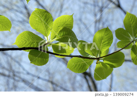 木漏れ日に葉脈が透けるリョウブ(Clethra barbinervis)の新緑 東北 木漏れ日に葉脈が透けるリョウブ(Clethra barbinervis)の新緑 東北 139009274