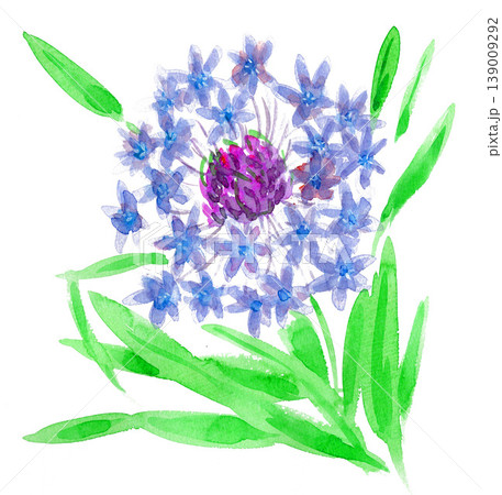 水彩で描いたアガパンサス26419pix7 139009292