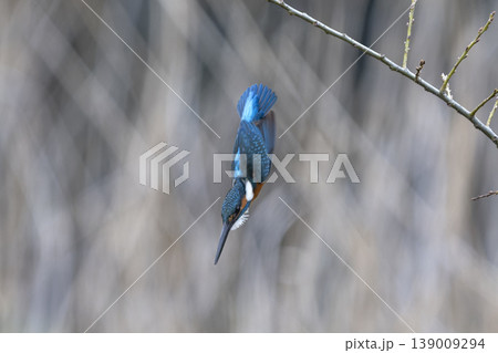 都会で生きるカワセミ 139009294