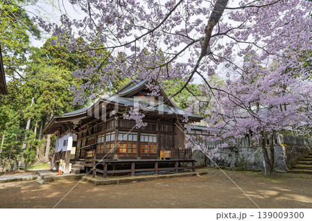 春の土津神社　拝殿と満開の桜　福島県猪苗代町 139009300