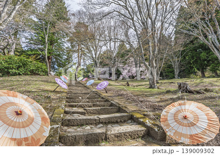春の土津神社　参道と桜　福島県猪苗代町 139009302