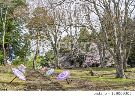 春の土津神社 参道と桜 福島県猪苗代町 春の土津神社 参道と桜 福島県猪苗代町 139009303