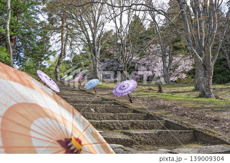 春の土津神社　参道と桜　福島県猪苗代町 139009304