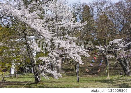 春の土津神社 参道と桜 福島県猪苗代町 春の土津神社 参道と桜 福島県猪苗代町 139009305