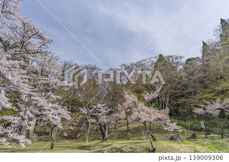 春の土津神社 参道と桜 福島県猪苗代町 春の土津神社 参道と桜 福島県猪苗代町 139009306