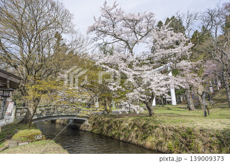 春の土津神社　白い鳥居と満開の桜　福島県猪苗代町 139009373