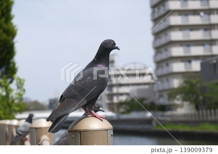 都市河川の欄干にとまるハト 都会の野鳥ポートレート pigeon in city 139009379
