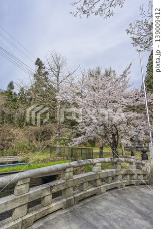 春の土津神社　御神橋と桜　福島県猪苗代町 139009412