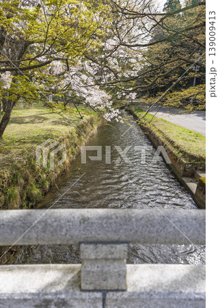 春の土津神社　御神橋と桜　福島県猪苗代町 139009413