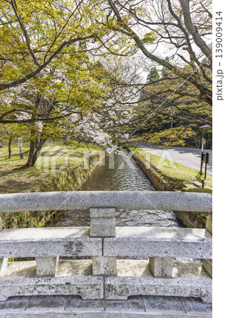 春の土津神社 御神橋と桜 福島県猪苗代町 春の土津神社 御神橋と桜 福島県猪苗代町 139009414