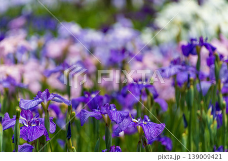 群生して咲き誇る鮮やかな紫色の花菖蒲 群生して咲き誇る鮮やかな紫色の花菖蒲 139009421
