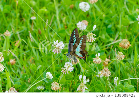 シロツメクサの蜜を吸うアオスジアゲハ 139009425