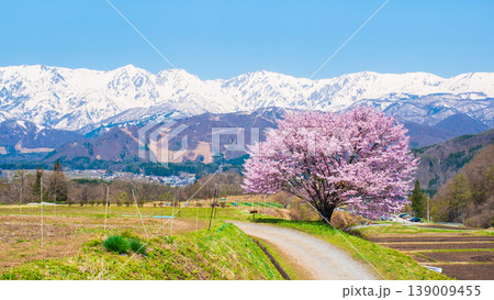 野平の一本桜 139009455