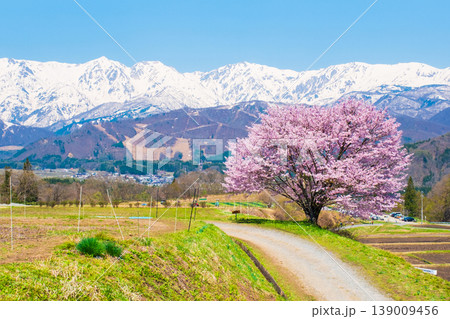 野平の一本桜 139009456