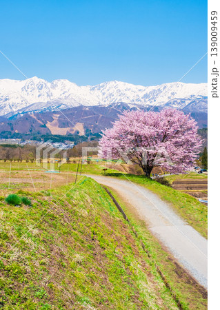 野平の一本桜 139009459